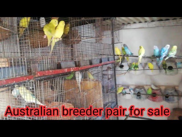 Australian breeder pair for sale