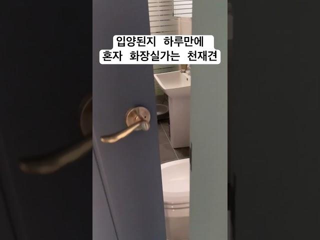 입양한지 하루만에 혼자 화장실가는 천재견 초코 #유기견입양 #유기견 #배변훈련