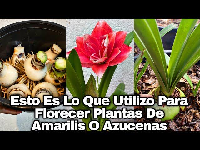 ESTO ES LO QUE UTILIZO PARA FLORECER PLANTAS DE AMARILIS O AZUCENAS