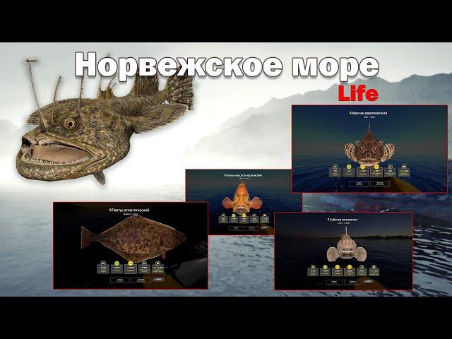 Норвежское море • Первый взгляд на море • life