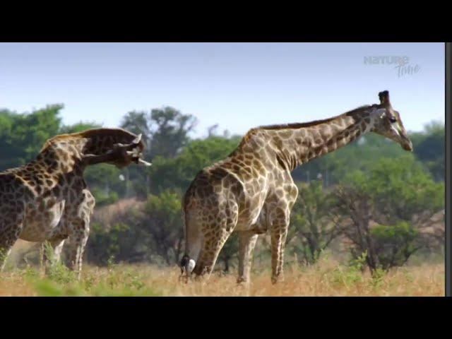 Documental de Love Nature Time Horizontes salvajes de África Cráter de Vida Nat Geo Wild Español