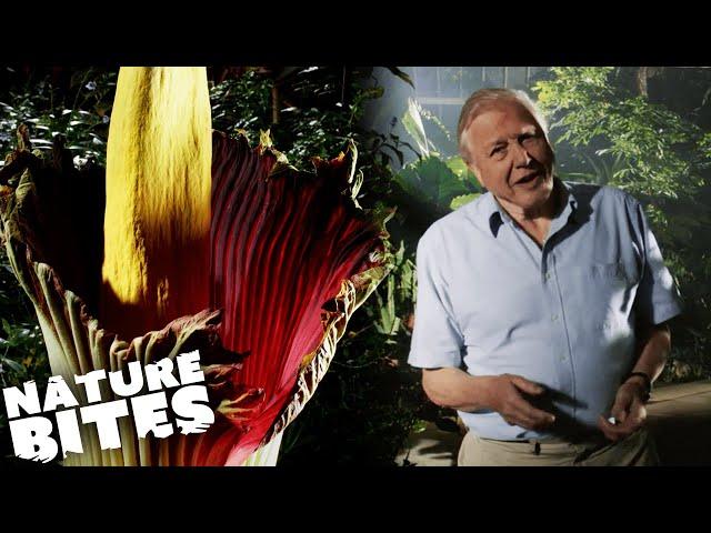 Has David Attenborough Found a RECORD BREAKING Plant?! | Nature Bites