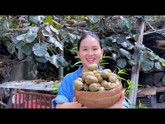 The kiwi is ripe, pick a basket full, super sweet and delicious