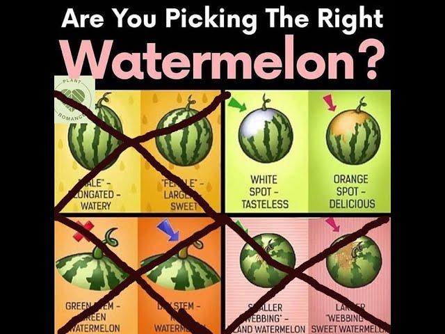 How to Pick the Perfect Watermelon at the Store or Farmer's Market!