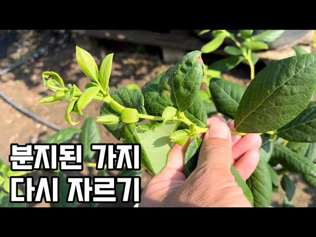 블루베리 분지된가지 다시 자르기#블루베리재배 #blueberry #blueberryfarm #gardening #farming