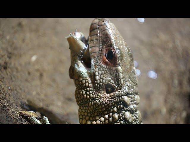 How does a caiman lizard hunt?