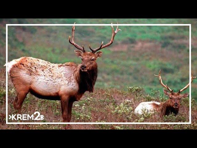 First Chronic Wasting Disease case detected in Idaho domestic elk