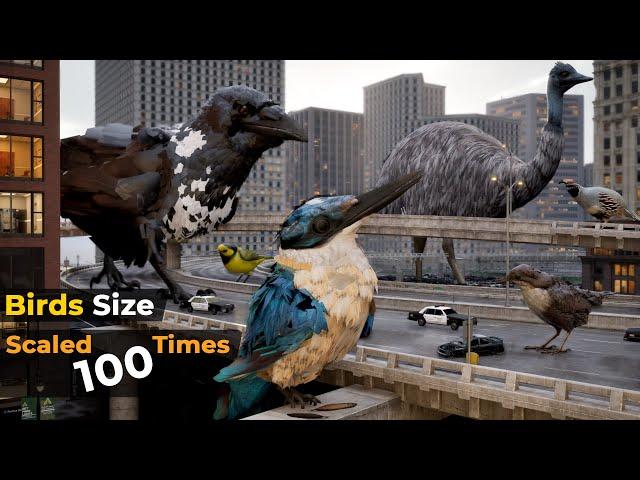 If Birds Size Increased to 100 Times | Imaginary Birds Size Comparison