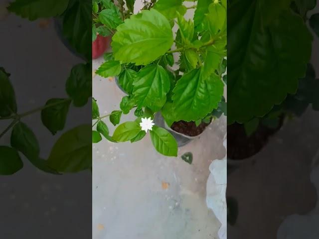 morning view 🪟@YouTube @YouTubeViewers @You#viralvideo #youtube #reels #love#gardening