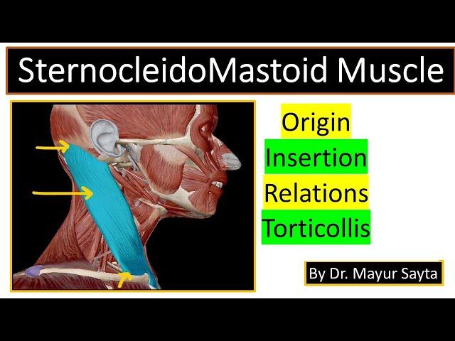 SternocleidoMastoid Muscle