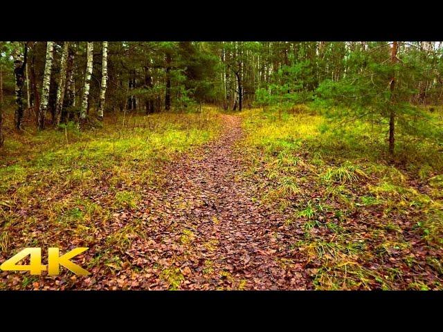 Tranquil Stroll Through a Seaside Forest | ASMR Nature Experience