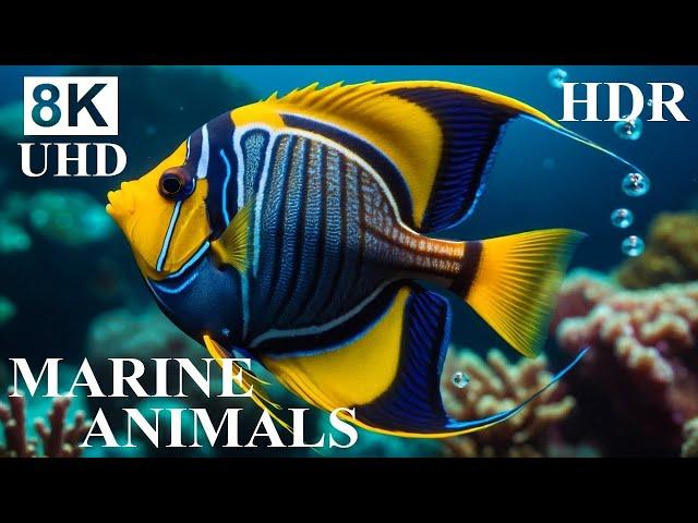 UNDERWATER PARADISE 8K HDR – Marine Life and Ocean Animals 8K Ultra HD