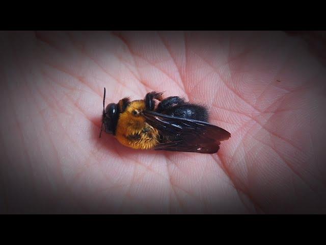 The Death Of My Friend, The Carpenter Bee 'Watermelon'