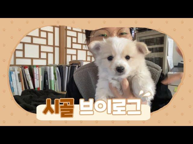 vlog. 얘 내 눈에만 귀여워요?ㅣ똥개와 산다ㅣ담양살이 브이로그