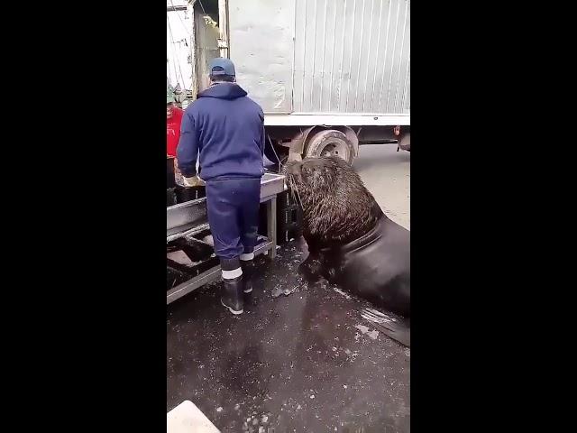 Wild Sea Lion waits for Food from the Local Fisherman