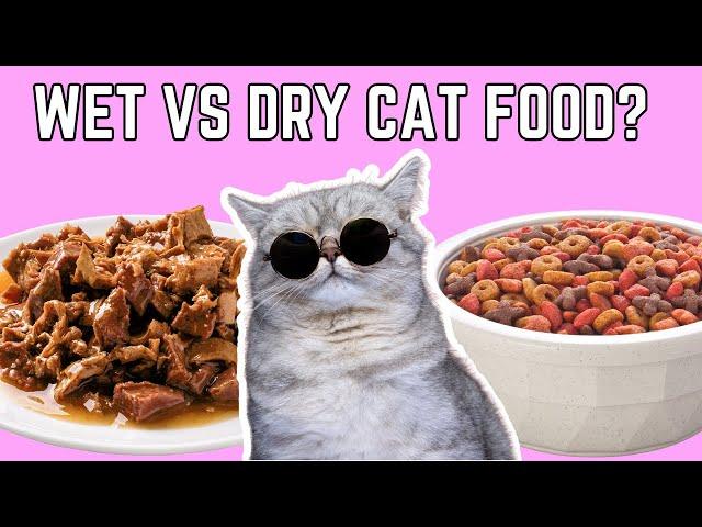 Choosing the Perfect Cat Food | Guide to Feline Nutrition and Health