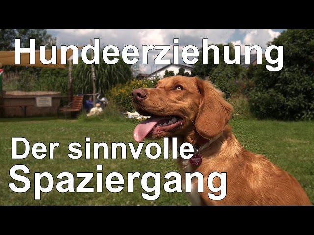 Hundeerziehung ohne Stress - Der sinnvolle Spaziergang verknüpft mit Hundeerziehung ohne Stress