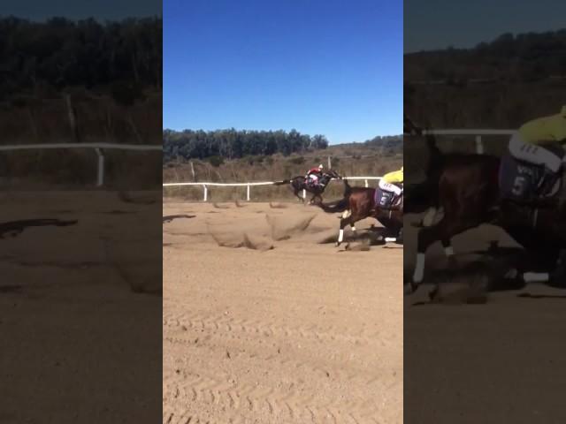 Muerte de caballo en plena carrera.