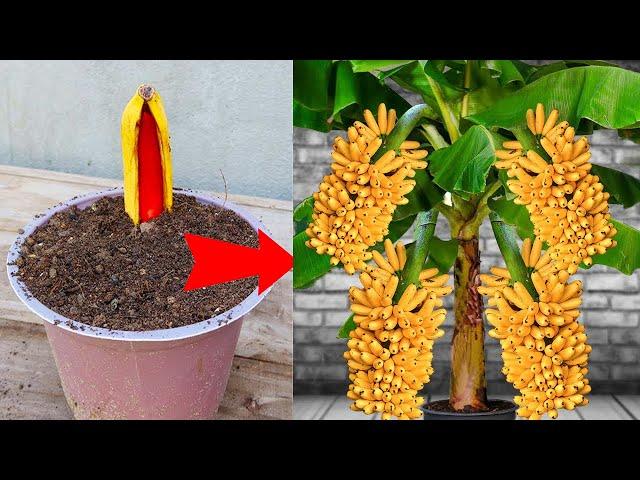 Best Techniques : Grafting Banana Tree To Have A lot of Fruit From Banana Flower | Grafting Banana