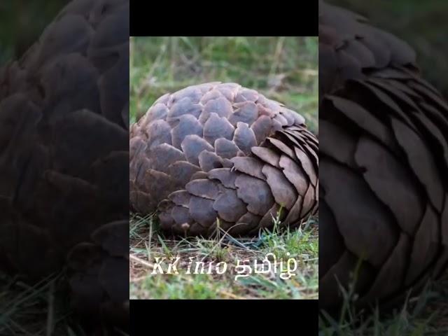 Scientific Facts about Animals | KK Info Tamil | #shorts #science