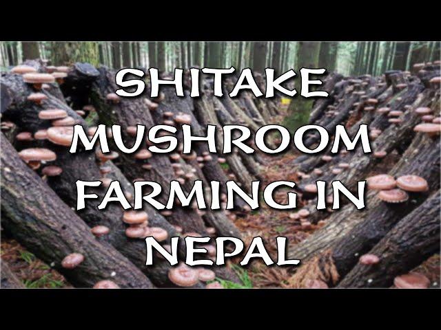 Process of Shiitake Mushroom Farming in Nepal | Detail Information