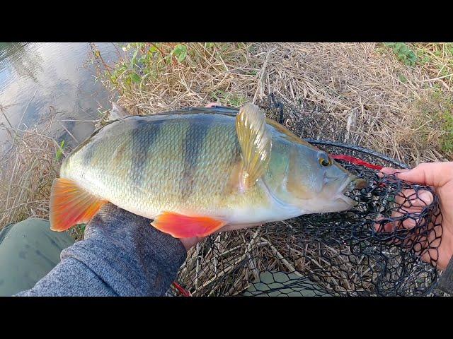 Big Perch Small River! These Hard Baits Got Crushed!