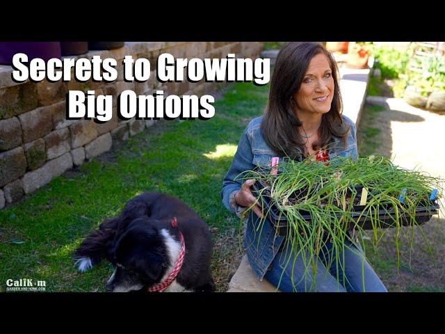 Secrets to Growing Big Onions / Grow Your Groceries in Raised Beds, Containers #3