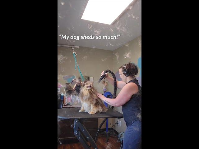 Deshed Treatment with Smoochie Pooch is like magic!
