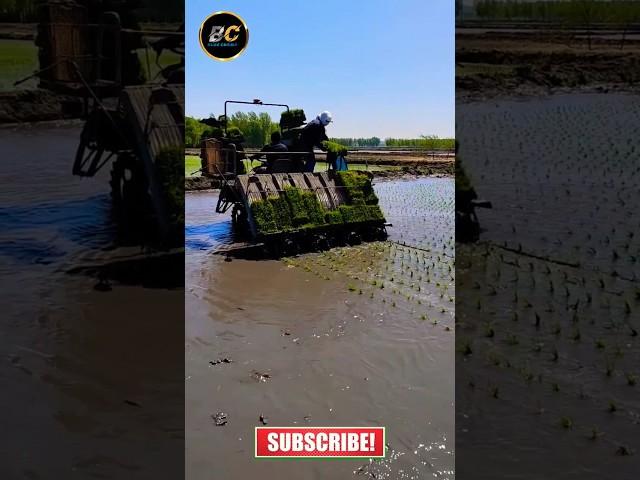 Paddy cultivation machine #shorts #viral #kubota #agriculture #khetibadi