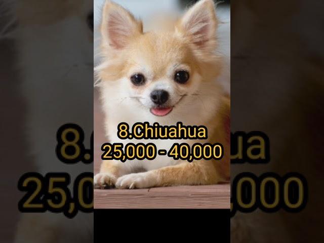 Top 10 Low Cost Dogs in India | #shorts #top10 #cheapestdog
