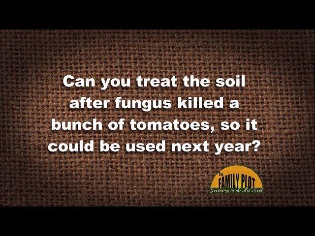 Q&A – Can you treat the soil to kill tomato fungus?