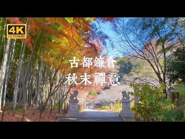 【Kamakura VLOG】Serene Autumn Away from the Crowds! Classic Zen Autumn Foliage Route in Kamakura