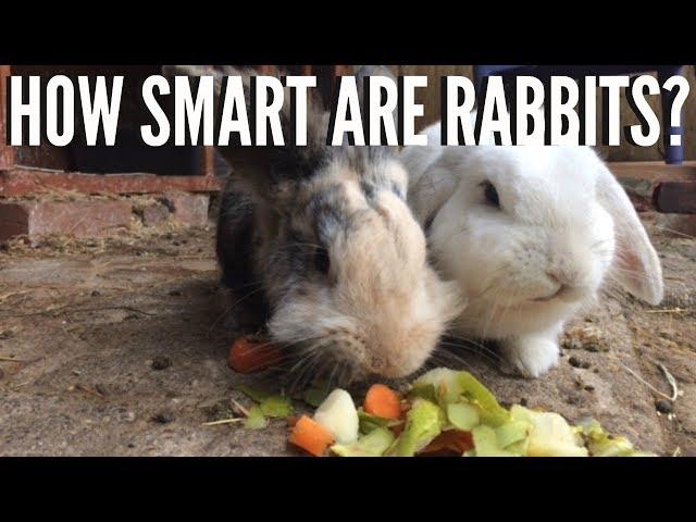 HOW SMART ARE RABBITS? | Furry Friends