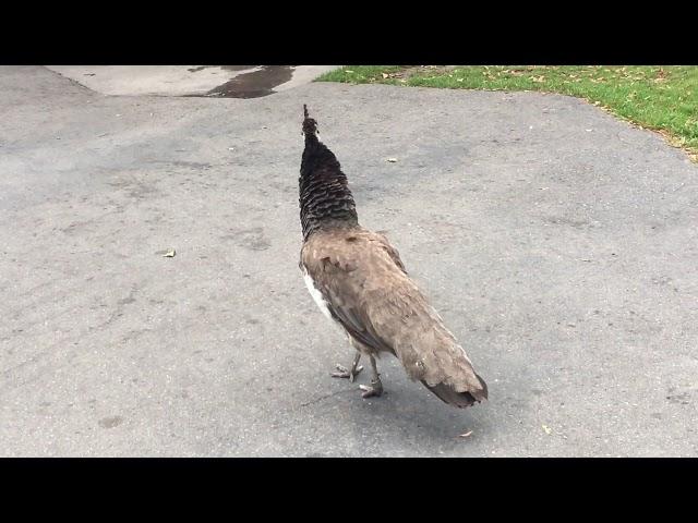 Female peacock calls