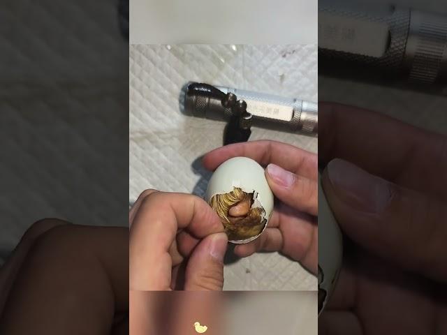 Man saves the life of a duck egg#animals #Friendship #Us