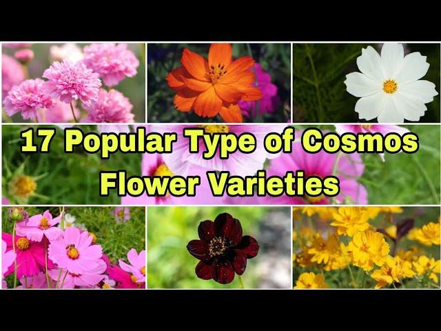 17 Popular Types of Cosmos Flower Varieties || Cosmos Flower Collection || Cosmos Flower Varieties