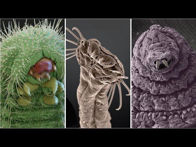 Astonishing Electron Microscope Images