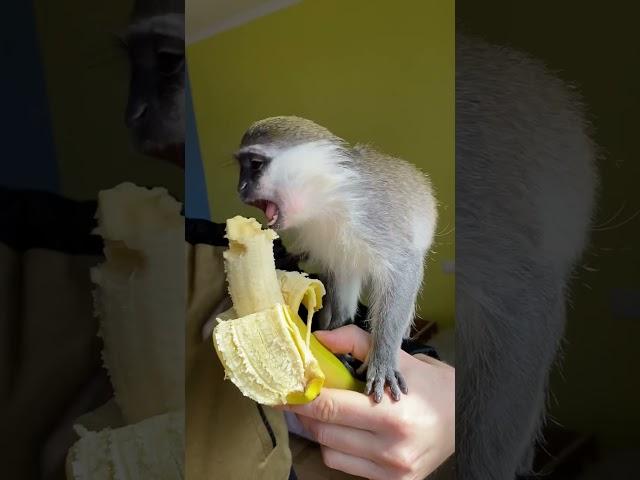 Рікі придумав пісню  #monkey #animal #funnymonkey