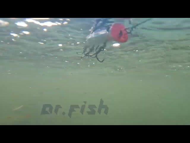Minnow Lure Swimming Action - Dr Fish