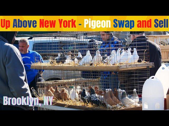 Up Above New York |PIGEON| Swap and Sell