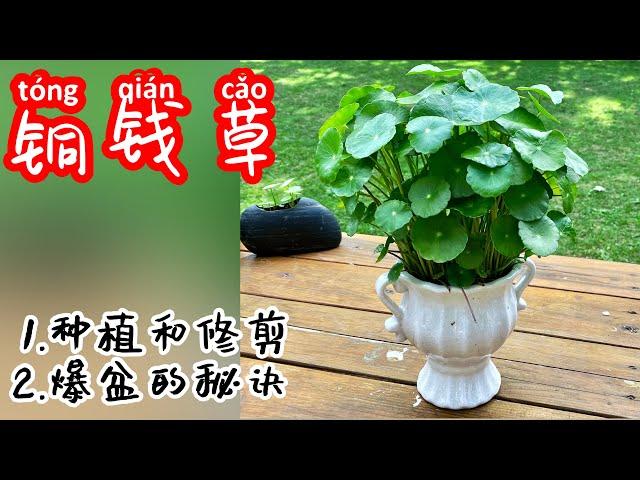 铜钱草的种植和修剪，让它爆盆的秘诀！怎么种铜钱草，How to grow coingrass（Hydrocotyle vulgaris）！