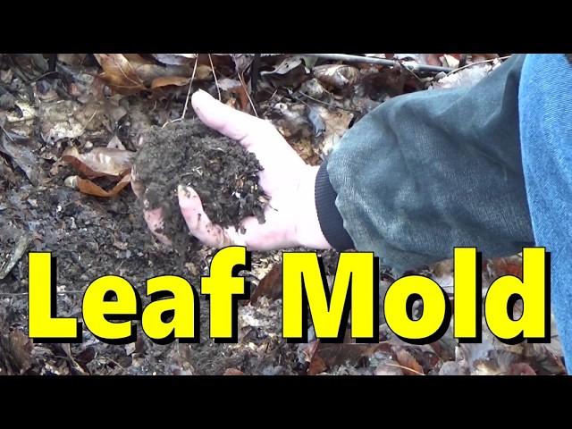 Winterize Your Garden With Leaf Mold