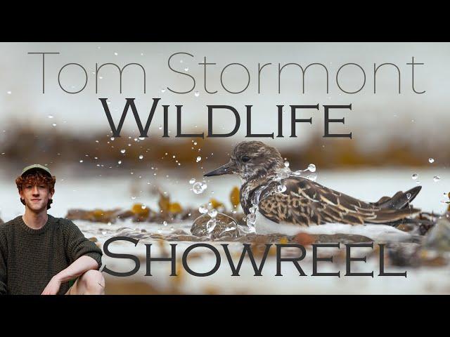 Wildlife Filmmaking Showreel | Tom Stormont 2023 |