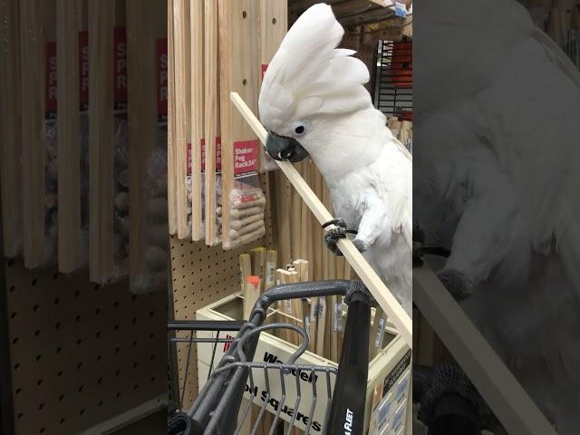 Cockatoo Shopatoo - Little bird gets another big stick #cockatoos #bird #parrot
