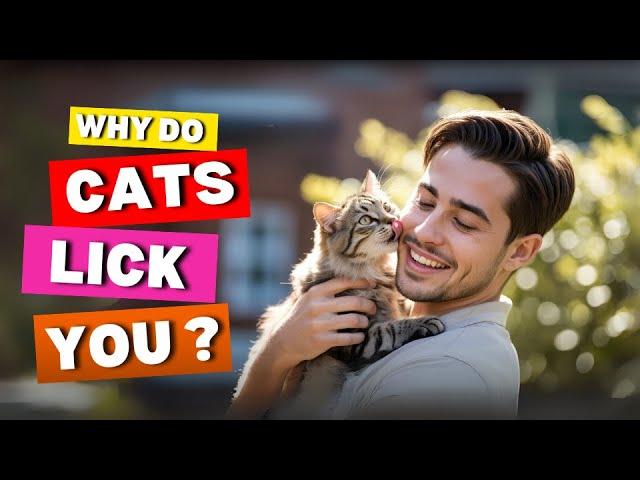 Why Do Cats Lick You?  The Real Meaning Behind Cat Licks!