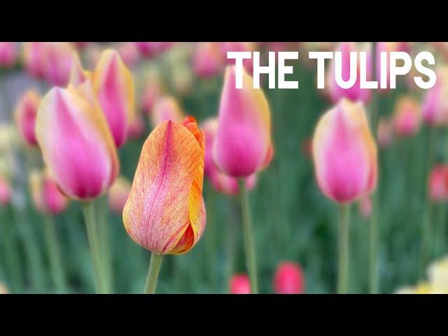 The Tulips! - Relax and Enjoy The Tulips from Holland Michigan