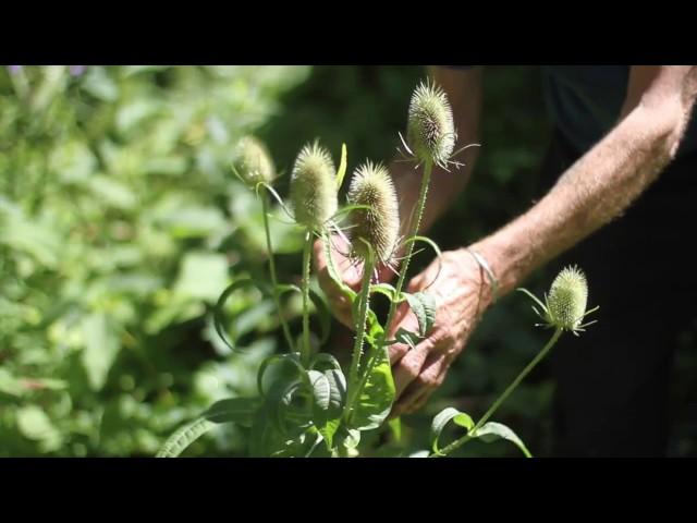 Dipsacus sylvestris (Common Teasel)