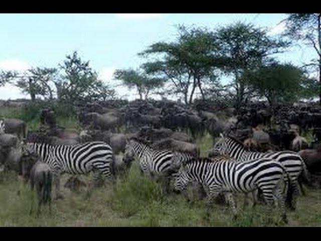 Greatest Migration on Earth:The Zebra(full documentary)HD-MilitaryN