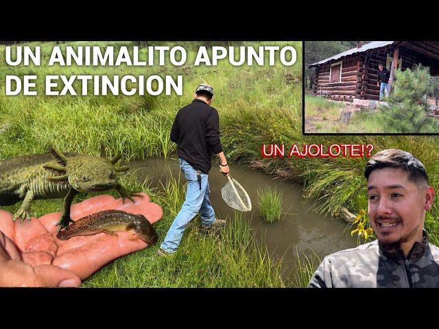 Encontre Un Animalito Que Esta Apunto De Extincion! #axolotl #ajolote