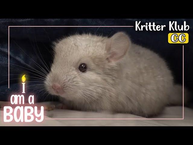 Meet A 21 Day Old Chinchilla  l I'm A Baby Ep. 10